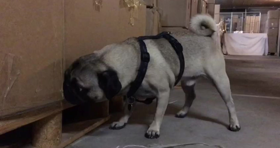 Pro Cane - Schnüffel-Gruppen